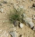 Artemisia